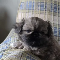 Hugo, a male Pekingese for sale in Harper, KS – 3 of 3