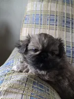 Hugo, a male Pekingese for sale in Harper, KS – Photo 3 of 3