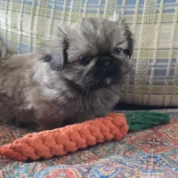 Hugo, a male Pekingese for sale in Harper, KS – 2 of 3