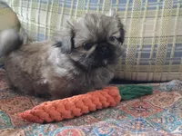 Hugo, a male Pekingese for sale in Harper, KS – Photo 2 of 3