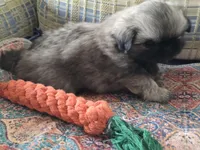 Little sissy, a female Pekingese for sale in Harper, KS – Photo 3 of 3