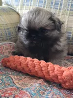 Little sissy, a female Pekingese for sale in Harper, KS – Photo 2 of 3