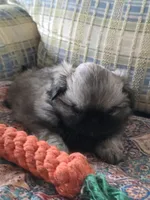 Little sissy, a female Pekingese for sale in Harper, KS – Photo 1 of 3