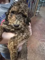 Zig, a male Poodle - Standard  for sale in Harper, KS – 3 of 3