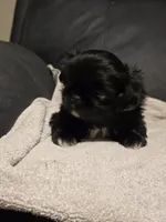Blackie, a male Pekingese for sale in Harper, KS – 3 of 4