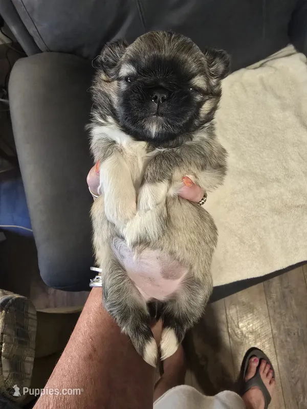 Sybil – Pekingese puppy for sale in Harper, KS