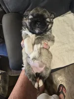 Sybil, a female Pekingese for sale in Harper, KS – 1 of 4