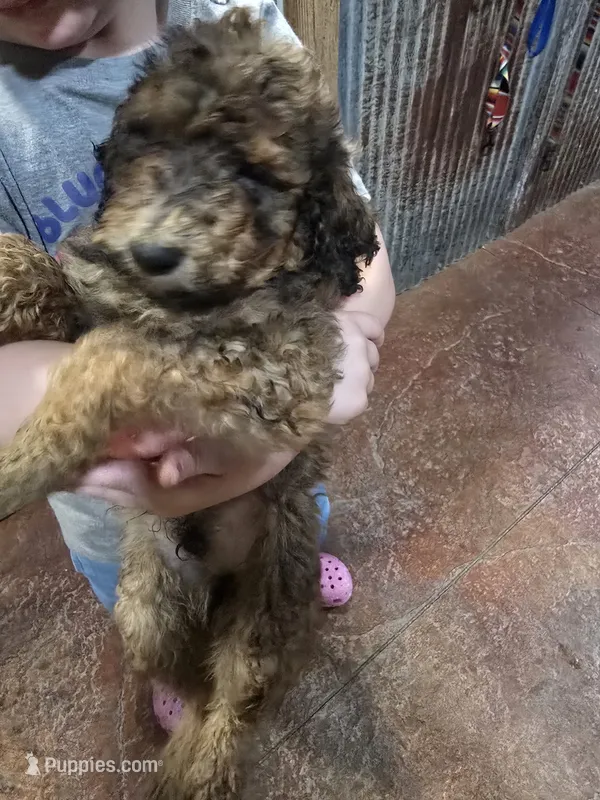Zig – Poodle - Standard  puppy for sale in Harper, KS