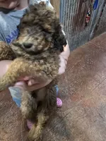 Zig, a male Poodle - Standard  for sale in Harper, KS – 1 of 3