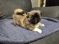 Sybil, a female Pekingese for sale in Harper, KS – 2 of 4