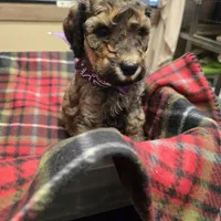 Purple, a male Poodle - Standard  for sale in Harper, KS – Photo 2 of 3