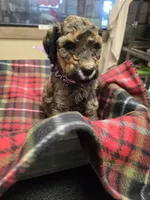 Purple, a male Poodle - Standard  for sale in Harper, KS – Photo 2 of 3