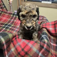 Purple, a male Poodle - Standard  for sale in Harper, KS – Photo 3 of 3