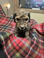 Purple, a male Poodle - Standard  for sale in Harper, KS – Photo 3 of 3