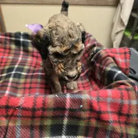 Purple, a male Poodle - Standard  for sale in Harper, KS – Photo 1 of 3