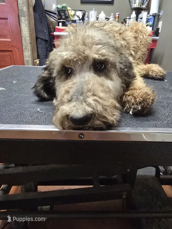 Chill – Poodle - Standard  puppy for sale in Harper, KS