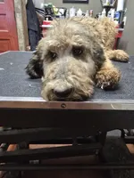 Chill, a male Poodle - Standard  for sale in Harper, KS – 1 of 2