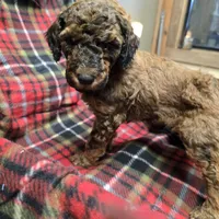 Brownie, a male Poodle - Standard  for sale in Harper, KS – Photo 1 of 3