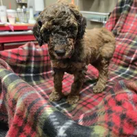 Brownie, a male Poodle - Standard  for sale in Harper, KS – Photo 2 of 3