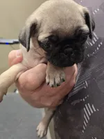 Blondie, a female Pug for sale in Harper, KS – 2 of 2