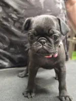 Pink, a female Pug for sale in Harper, KS – 1 of 3