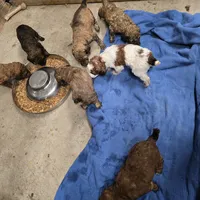 Puppies, a female Poodle - Standard  for sale in Harper, KS – Photo 2 of 2