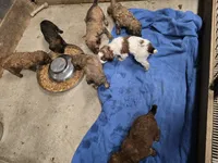 Puppies, a female Poodle - Standard  for sale in Harper, KS – Photo 2 of 2