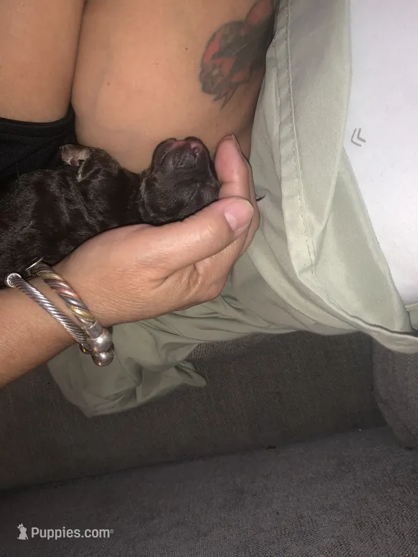 Maltese puppy – Maltese puppy for sale in Bronx, NY