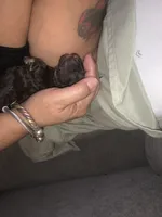 Maltese puppy, a female Maltese for sale in Bronx, NY – 1 of 1