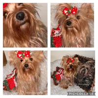 Katie , a female Yorkshire Terrier for sale in Hickory Corners, MI – Photo 3 of 6