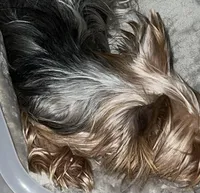 Katie , a female Yorkshire Terrier for sale in Hickory Corners, MI – Photo 4 of 6