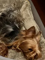 Katie , a female Yorkshire Terrier for sale in Hickory Corners, MI – Photo 6 of 6