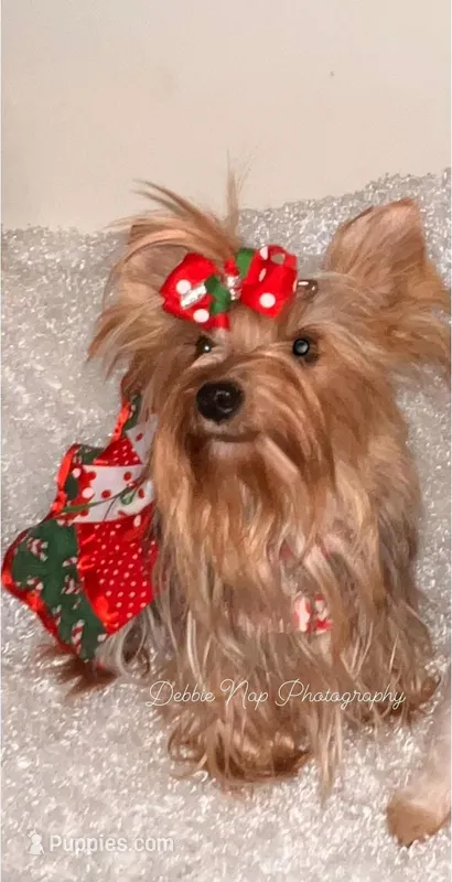 Katie , a female Yorkshire Terrier for sale in Hickory Corners, MI – Photo 1 of 6