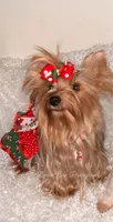 Katie , a female Yorkshire Terrier for sale in Hickory Corners, MI – Photo 1 of 6