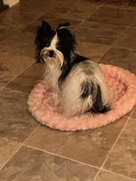 Ozzy , a female Yorkshire Terrier for sale in Hickory Corners, MI – Photo 2 of 2