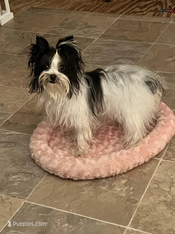 Ozzy , a female Yorkshire Terrier for sale in Hickory Corners, MI – Photo 1 of 2