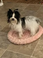 Ozzy , a female Yorkshire Terrier for sale in Hickory Corners, MI – Photo 1 of 2