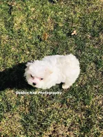 Joy, a female Maltese for sale in Hickory Corners, MI – Photo 2 of 2