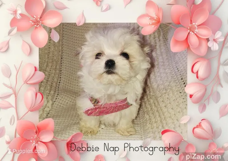 Joy – Maltese puppy for sale in Hickory Corners, MI