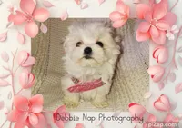 Joy, a female Maltese for sale in Hickory Corners, MI – Photo 1 of 2