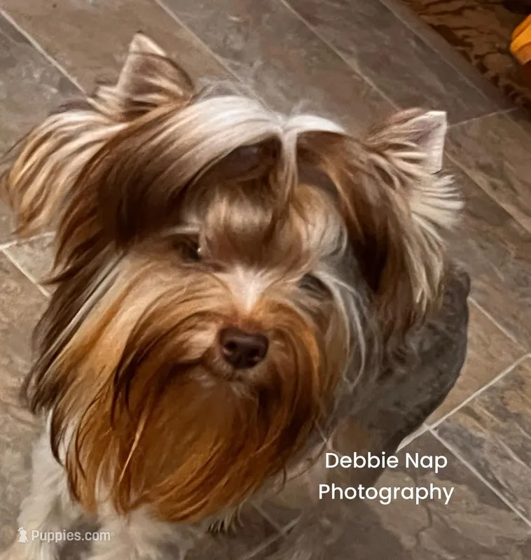Eden, a female Yorkshire Terrier for sale in Hickory Corners, MI – Photo 1 of 6