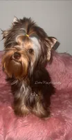 Eden, a female Yorkshire Terrier for sale in Hickory Corners, MI – Photo 5 of 6