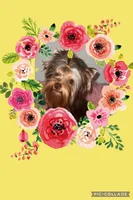 Eden, a female Yorkshire Terrier for sale in Hickory Corners, MI – Photo 2 of 6