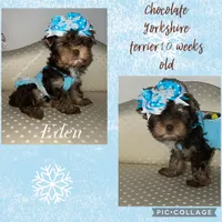 Eden, a female Yorkshire Terrier for sale in Hickory Corners, MI – Photo 6 of 6