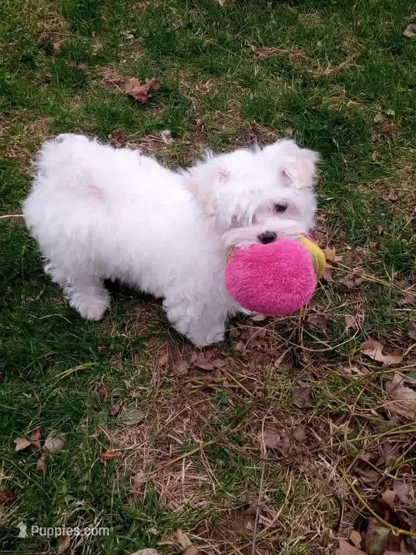 joy – Maltese puppy for sale in Hickory Corners, MI