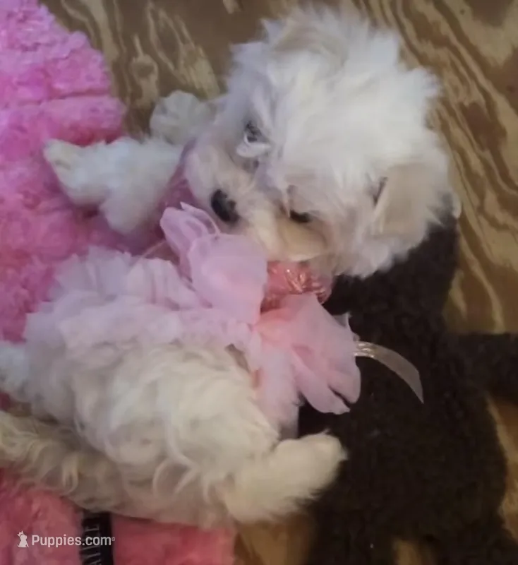 joy – Maltese puppy for sale in Hickory Corners, MI