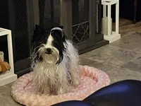 lil Mary , a female Yorkshire Terrier for sale in Hickory Corners, MI – Photo 7 of 7