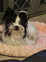 lil Mary , a female Yorkshire Terrier for sale in Hickory Corners, MI – Photo 4 of 7