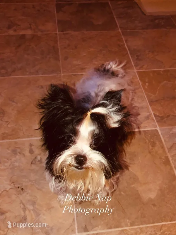 lil Mary , a female Yorkshire Terrier for sale in Hickory Corners, MI – Photo 1 of 7