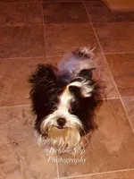 lil Mary , a female Yorkshire Terrier for sale in Hickory Corners, MI – Photo 1 of 7